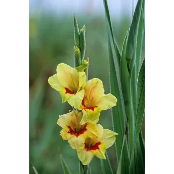 Yellow Gladiolus Flower